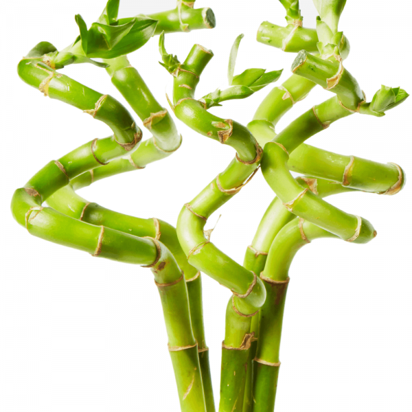 50cm lucky bamboo 3 spiral stems p1201 35257 image