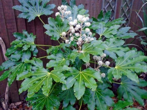 Old Fatsia japonica with blosems 1 scaled