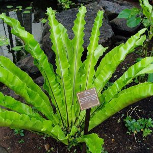 1200px-Asplenium-nidus