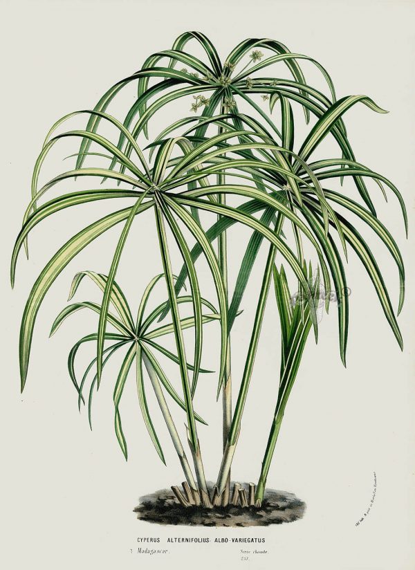 نَخل مُرداب (نام علمی: Cyperus alternifolius) گیاهی است از تیره جگنیان (Cyperaceae) از جنس مردابی‌ها (Cyperus). این گیاه علفی بومی باتلاق‌های ماداگاسکار و از خویشان نزدیک پاپیروس مصر هاست.[۱] این گیاه پنجه کلاغی هم نامیده می‌شود. این گیاه در مناطق باتلاقی و مردابی مخصوصاً کنار جوی و کانالهای دفع پساب میروید. گیاه پایای همیشه سبز با بلندی ۳۰ تا ۹۰ سانتیمتر که در محیط مناسب، ارتفاع آن به ۱۵۰ سانتیمتر هم می‌رسد.ساقه‌های سبز رنگ عمودی افراشته این گیاه به جز در رأس بدون برگ هستند که در رأس نیز دایره‌ای از برگچه‌های سبز علفی به صورت شعاعی مثل قاب یک چتر بیرون می‌زنند. علاوه بر این در تابستان گل‌ها نیز به صورت شعاعی در رأس بیرون می‌زنند ولی این گل‌ها کوچک و قهوه‌ای رنگند. نخل مرداب را می‌توان به راحتی از اواسط بهار تا اوایل تابستان با روش تقسیم بوته، تکثیر کرد. البته راحتی این کار، بستگی به تجربه و توان شخص تکثیرکننده دارد. از آنجایی که این گیاه طبیعتاً به وسیله قرار گرفتن در آب رشد کرده و ریشه می‌دهد، خاک آن باید کاملاً مرطوب باشد، ولی اگر به اندازه کافی خیس نبود، ابتدا باید آبیاری شده، سپس از گلدان بیرون آورده شود. با استفاده از یک چاقوی تیز، انبوه ریشه‌ها به دسته‌هایی با حداقل ۴ یا ۵ ساقه تقسیم می‌شود، سپس هر قسمت در گلدانی با قطر دهانه ۱۱–۹ سانتیمتر حاوی کمپوست گلدانی با پایه پیت قرار گرفته و کاملاً آبیاری می‌شود. گرچه روش تقسیم برای تمام انواع نخل مرداب‌ها به کار برده می‌شود ولی این گیاه می‌تواند به روش‌های غیرمعمول دیگری نیز تکثیر شود. در گیاه نخل مرداب رأس گل را همراه با برگه‌هایی که زیر گل وجود دارند به وسیله قیچی باغبانی به اندازه یک سوم یا یک دوم کوتاه می‌کنند، گیاه از زیر قسمت برگ قطع شده و به صورت وارونه (برگ داخل آب باشد)، در آب یا در ماسه نرم شسته یا کمپوست مخصوص بذر و قلمه مرطوب قرار می‌گیرد (ساقه به طرف بالا و قسمت برگدار درون آب یا خاک قرار گیرد). زمانی که ریشه داد، گیاه به گلدانی با قطر دهانه ۹ سانتیمتر و کمپوست گلدانی منتقل می‌شود. در طول عمل تکثیر، دمای محیط گیاه را ۲۲–۲۰ درجه سانتیگراد نگاه داشته شده و گیاه در شرایط نور مناسب و کافی، دور از تابش مستقیم خورشید قرارمی‌گیرد. بعد از ریشه دادن به گلدان‌های استکانی منتقل می‌شود. نگهداری گلدان در آپارتمان: دما در زمستان نبایستی در دمای کمتر از ده درجه نگهداری شود. در فصل سرما در خزان گیاه جای نگرانی نیست چون با گرم شدن هوا مجدداً شروع به رشد می‌کند. بهتر است در زمستان تمام ساقه‌ها را از سطح خاک حذف نمود تا در بهار دوباره سبز شود و چهره زیباتری به گیاه بدهد. نور این گیاه باید در آفتاب نگهداری شود به شرط آنکه ریشه‌ها دائم خیس باشند؛ البته در نیم‌سایه نیم‌آفتاب یا در سایه‌ای که نوردار باشد هم می‌ماند. آبیاری در بهار و تابستان هر روز گیاه آبیاری شود و در زمستان و پاییز آبیاری کم شده و مصرف کود نیز قطع شود. در فصل گرما به آب زیادی احتیاج دارد و سعی شود گلدان زهکش چندانی نداشته باشد تا محیط تقریباً باتلاقی برای گیاه ایجاد شود؛ بنابراین بهتر است گلدان در زیر گلدانی قرار گیرد و در زیرگلدانی همیشه مقداری آب موجود باشد. رطوبت هوا سطح برگ‌ها را دو روز در هفته غبار پاشی کنید. تقویت گیاه پس از سه یا چهار آبیاری با کود مایع کامل آن را تقویت می‌کنند. برای مبارزه با شپشک و حلزون بایستی به وسیلهٔ ملانیون مبارزه شود. مراقبت ویژه ساقه‌های قهوه‌ای را قطع کنید. در زمستان‌ها ریشه‌ها را در خاک نگهدارید یا گیاه را به درون ساختمان ببرید. تغییر گلدان تراکم ریشه موجب شادابی گیاه می‌شود، پس از پر شدن سه چهارم حجم گلدان آن را با تقسیم ریشه، تکثیر می‌نمایند. باید دقت نمود ریشه‌ها زخمی نشود. خاک مناسب، خاک کمی سنگین است (رس زیاد باشد تا حالت باتلاقی ایجاد شود).