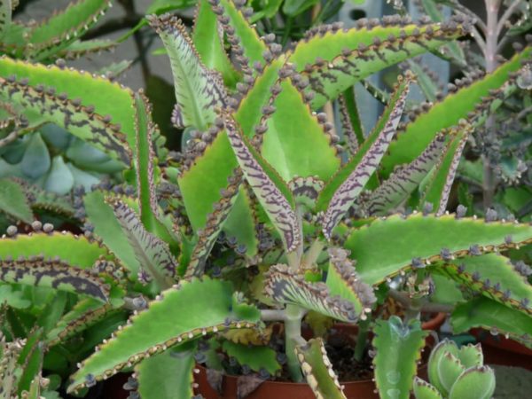 Kalanchoe daigremontiana Mexican Hat Plant1