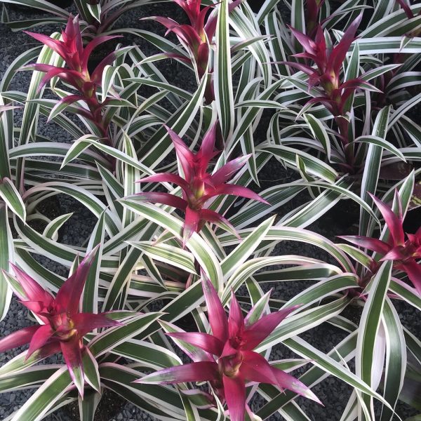 MardersWeb2020 ASSETS Images Plant 5934Guzmanialingulata‘purpleStripleIMG 5934