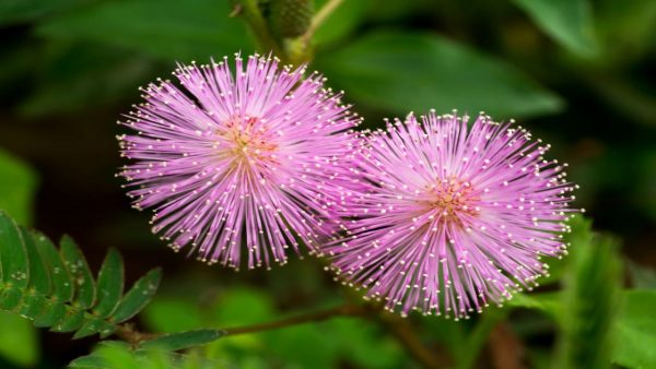 The Mimosa pudica flower