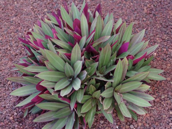 Tradescantia spathacea Moses in the cradle4