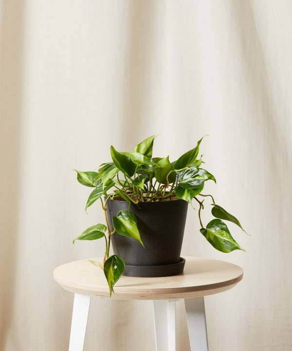 bloomscape philodendron brasil alt charcoal