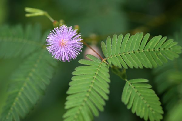mimosa pudica plant profile 5072410 03 775a86b004bc46879d07487646318ecd scaled