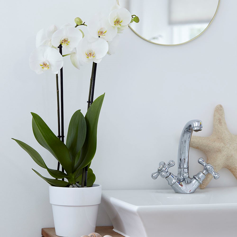 ارکیده شاپرکی یا فالانوپسیس (Phalaenopsis) نام یکی از سردههای ارکیده است. معمولاً حداقل یکبار در سال میتوانند گل بدهد اندازهٔ گلهای فالانوپسیس از قطر ۵ سانتیمتر تا 14 سانتیمتر متغیر است. رنگ گلها بسیار متنوع است و رنگ سفید، ارغوانی، بنفش، ارغوانی رگهدار، صورتی، زرد و ترکیبی از سفید و صورتی برخی از رنگهای آن را تشکیل میدهند. فالانوپسینها گیاهانی سایه دوست حساب میشوند. به این گیاه یا ارکیدهٔ شبپرهای یا ارکیدهٔ پروانهای هم گفتهاند. نگهداری ارکیده نباید در برابر نور مستقیم آفتاب قرار بگیرد. شیشه پنجره فیلتر خوبی برای نور آفتاب است. برای آب دادن کافیست گلدان را هر هفت تا ده روز یک بار فقط چند ثانیه در ظرف آب باران یا آب مقطر (از آب گچ دار لوله کشی و آب باران اسیدی کلان شهرها استفاده نشود) فروکرده و پس از چکیدن آب سر جایش قرار دهیم. ساقههایی را که دیگر گل و غنچه ندارند میبایستی در مقطع ۲ «گره» (محل سابق رویش گل) بالاتر از ریشه برید تا ساقه دوباره رشد کرده و گل بدهد. این کار را مصرفکننده عادی میتواند تقریباً دو نوبت انجام دهد... بار سوم بهتر است شاخه از از پایین بریده شود، آنگاه گیاه شش ماه بعد ساقه جدید تولید میکند. گلدان و خاک ویژه ارکیده بهتر است هر دو سال تعویض شود. ارکیده احتیاج به کود ویژه دارد. با قرار دادن این گل زیبا در حمام میتوانید علاوه بر زیبایی و لطافت، ظاهری متفاوت و لوکس به آن بدهید. ارکیده را لبه پنجره حمام قرار دهید تا نور غیرمستقم کافی را بدون آنکه به برگ هایش آسیبی برسد، دریافت کند. رطوبت موجود در حمام شرایط محیط طبیعی گیاه را منعکس میکند. ارکیده گل جمع و جوری است و برای فضاهای کوچک بسیار مناسب است. میتوانید ارکیده را در کنار سینک و یا کنار وان قرار دهید.