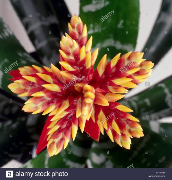 red and yellow star flower plant of aechmea chantinii queen of the aechmeas PFH9RP