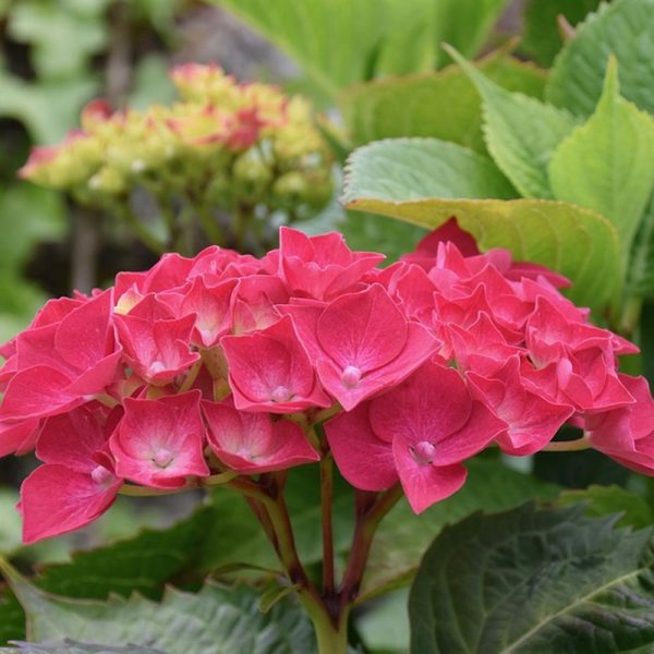 hydrangea macrophylla red royalty collection in 19cm pot